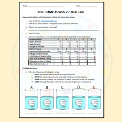 Cell webquest key homeostasis virtual lab mitosis meiosis cycle