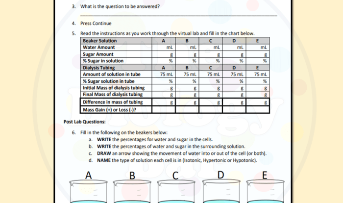 Cell webquest key homeostasis virtual lab mitosis meiosis cycle