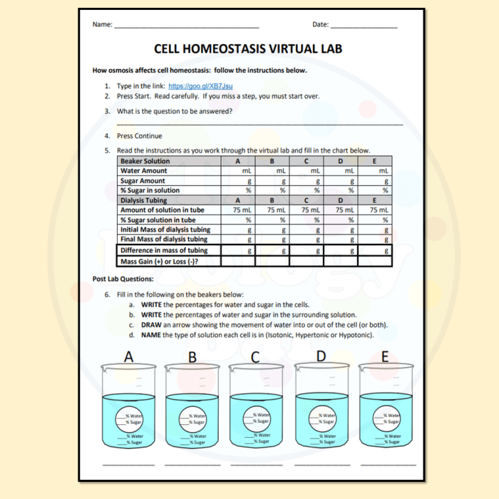 Cell webquest key homeostasis virtual lab mitosis meiosis cycle