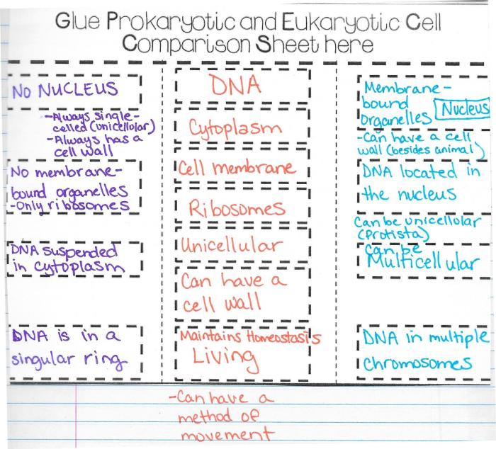 Cell biology prokaryotes and eukaryotes coloring worksheet answers