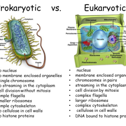 Cell biology prokaryotes and eukaryotes coloring worksheet answers