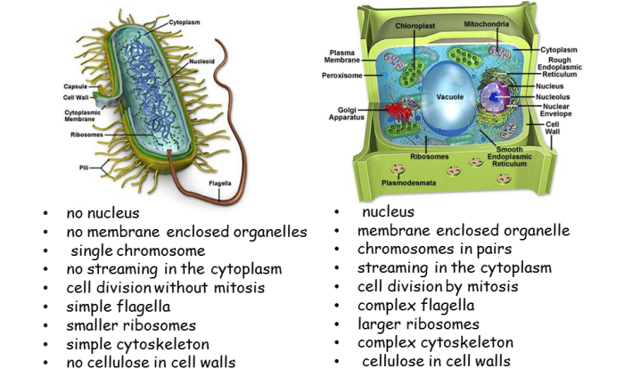 Cell biology prokaryotes and eukaryotes coloring worksheet answers