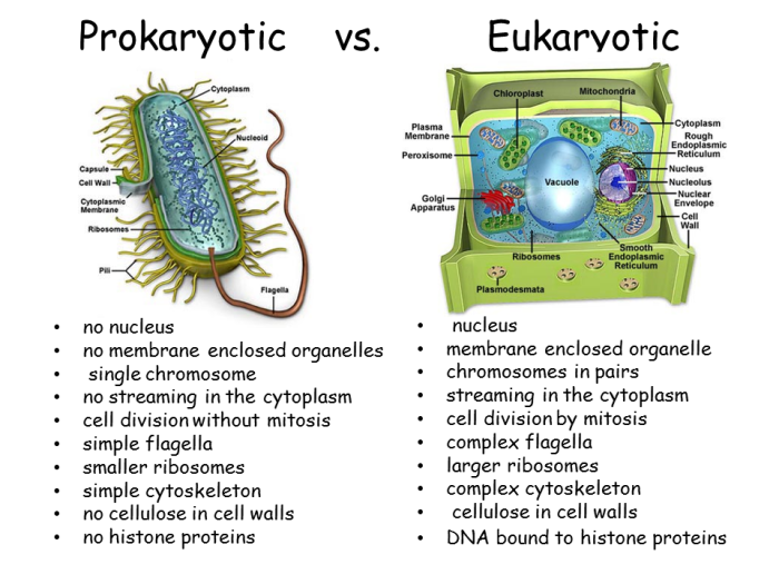 Cell biology prokaryotes and eukaryotes coloring worksheet answers