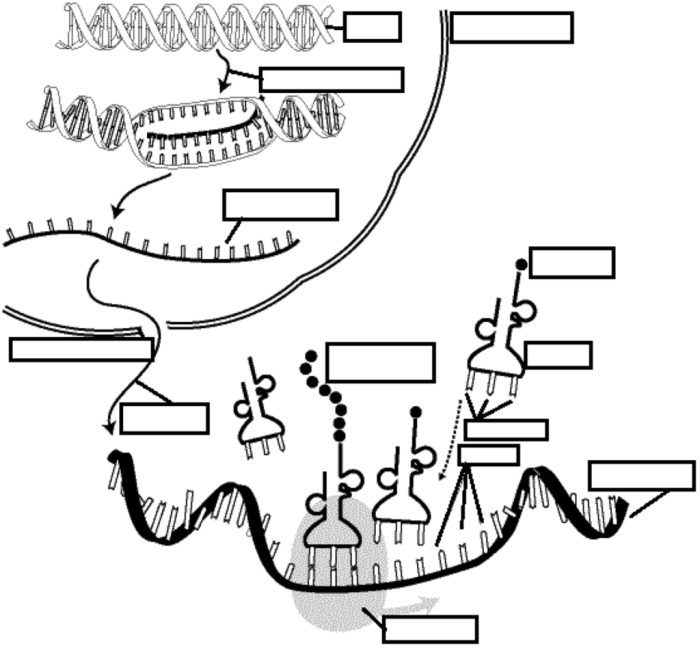 Dna replication transcription translation lab worksheet