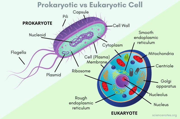 Cell biology prokaryotes and eukaryotes coloring worksheet answers