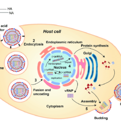 Viral cycle life viruses infection microbiology virus system influenza cell host cycles animal rna which infections infect immune epithelial attach