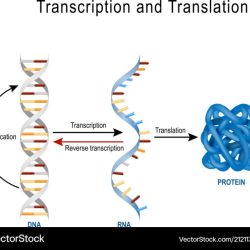 Dna replication transcription translation lab worksheet