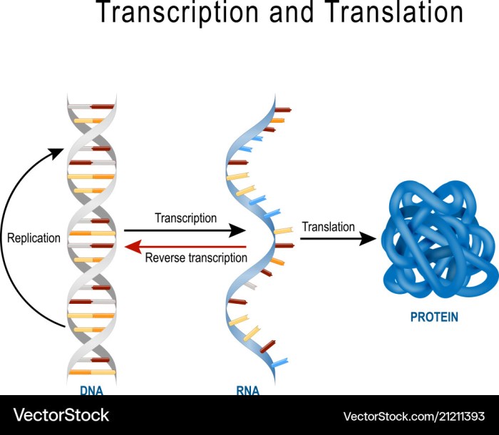 Dna replication transcription translation lab worksheet