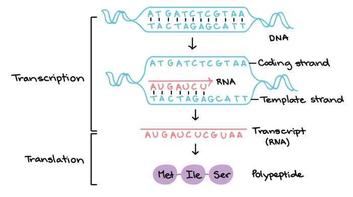 Dna replication transcription translation lab worksheet