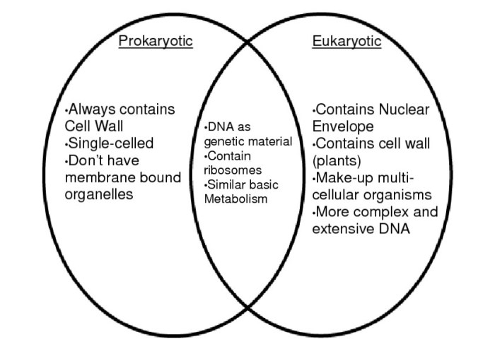 Cell biology prokaryotes and eukaryotes coloring worksheet answers